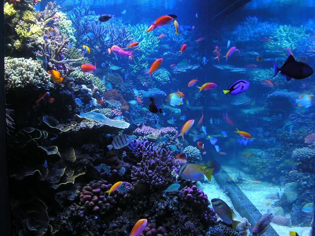蒙特利海底世界水族馆